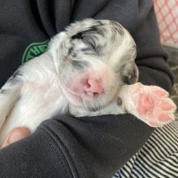 Aussiedoodle Puppies from Beachside Aussiedoodles