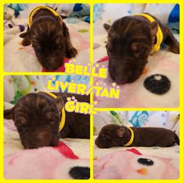 Belle - Isabella female German Shepherd puppy in Los Lunas, New Mexico from Mali's German Shepherds