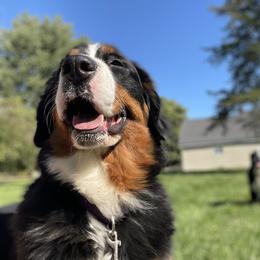 Tara - Bernese Mountain Dog