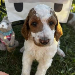 Dutchess - Parti female Poodle puppy in Port Saint Lucie, Florida from Abbott Standard Poodles