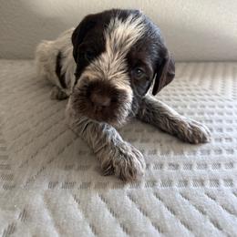 Girl 2 - Brown and gray female Wirehaired Pointing Griffon puppy in Jerome, Idaho from Double R Griffons