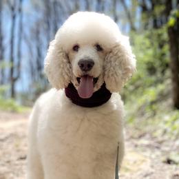 Star - Poodle
