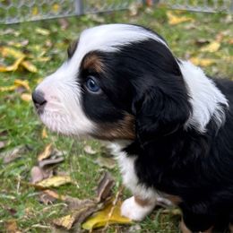 Fern - Miniature Australian Shepherd puppy from Mill Creek Miniature Australian Shepherd