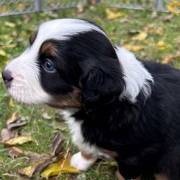 Fern - Miniature Australian Shepherd puppy from Mill Creek Miniature Australian Shepherd