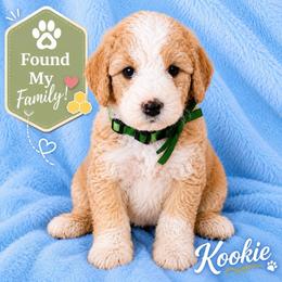 Kookie - male Golden Mountain Doodle puppy in Ormond Beach, Florida from Honeycomb Doodles