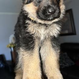 Yellow - Black and red female German Shepherd puppy in Sacramento, California from Von Blackwolf German Shepherds