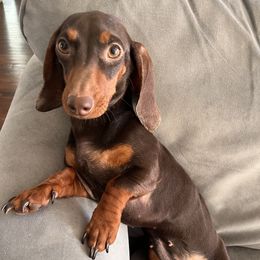 Lulu - Dachshund