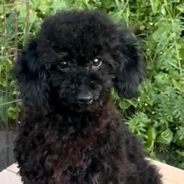 Arthur - Black male Poodle puppy in El Sobrante, California from Mckendra's Legacy