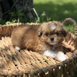 Bubbles - White female Companion Cross puppy in Hampton, Virginia from Beach Wave Kennels