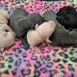 Cream Boy - Cream male Italian Greyhound puppy in Snohomish, Washington from Divine Italian Greyhounds