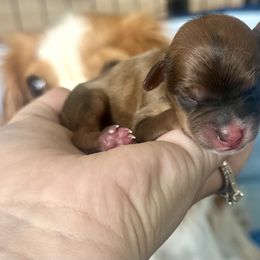 Gorgeous tri color boy - Tri-color male Cavapoo puppy in Georgetown, Texas from Cuddlebug Cavapoos of Austin