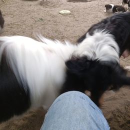 Rog - Collie