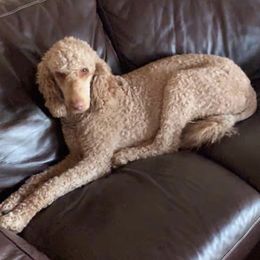 Ruby - Goldendoodle
