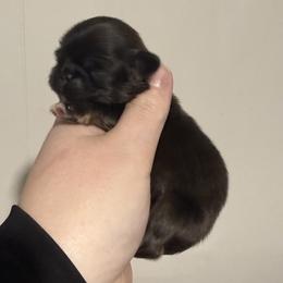 Baby boy - Fawn male Pekingese puppy in Clinton, Tennessee from Gracelands Pekingese