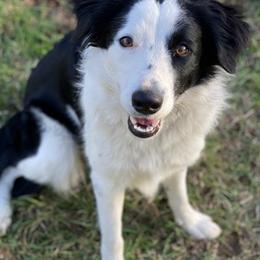 Border Collies from Jocelyn's Border Collies