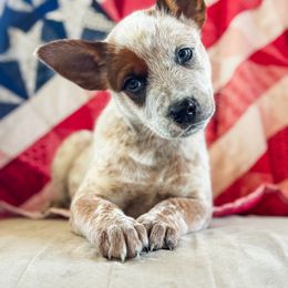 Wine boy - Red speckled male Australian Cattle Dog puppy in Corning, California from Diamond U Doodles & True Grit Stockdogs