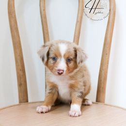 Miniature American Shepherd, Miniature Australian Shepherd, and Toy Australian Shepherd Puppies from Hydden Aussies