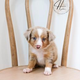Miniature American Shepherd, Miniature Australian Shepherd, and Toy Australian Shepherd Puppies from Hydden Aussies