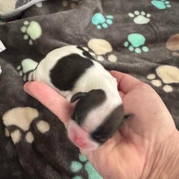 Romeo - Tricolor male Shih Tzu puppy in Tampa, Florida from Shih Tzus of Kingshyre