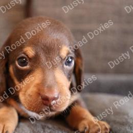 Bryer - Chocolate and tan male Dachshund puppy in Blanchard, Oklahoma from Dusty Road Doxies