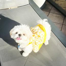 Molly - Shih Tzu