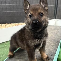 German Shepherd puppies from Vom Blauberge German Shepherds