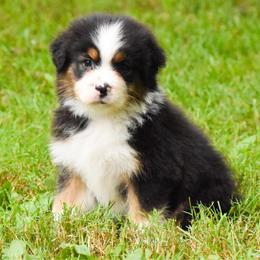 Lola - Black tri-color female Australian Shepherd puppy in Easton, Missouri from MMA Kennel