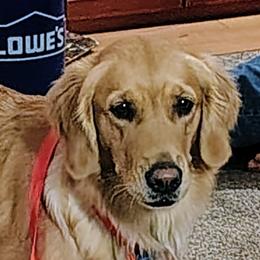 Golden Retrievers from Agnes Vandegrift
