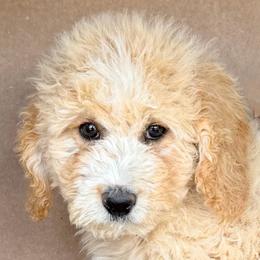 Greg Blue Collar Male - Yellow and white male Bernedoodle puppy in Peoria, Arizona from Wroth's Pawsibilities