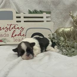 Archie - Red and white male Shih Tzu puppy in Ross County, Ohio from Ashville Shih Tzu Chalet