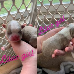 Boston Terrier Puppies from Heather's Boston Babies