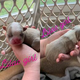 Boston Terrier Puppies from Heather's Boston Babies