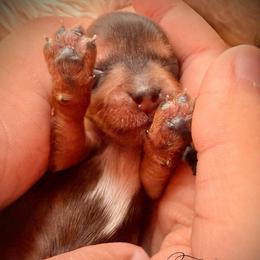 Boy 1 black - Chocolate and tan male Yorkshire Terrier puppy in Machesney Park, Illinois from Three Yorkie Family