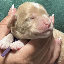 Puppy - Gold female Australian Cobberdog puppy in Scottsdale, Arizona from Mud Pies Australian Cobberdogs