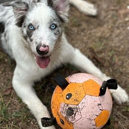 American Corgi, Border Collie, and Pembroke Welsh Corgi Puppies from Cowtown Corgis & Border Collies