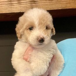 Harry - Brown and white male Sheepadoodle puppy in Winfield, Alabama from Rose Lane Doodles