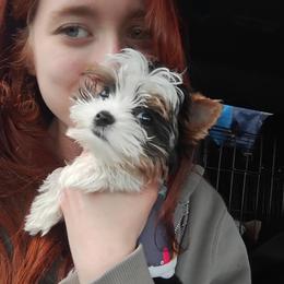 Charlie - Black tan and white male Biewer Terrier puppy in Palmer, Alaska from Aurora Cherubs Baby Doll Yorkshires and Biewers