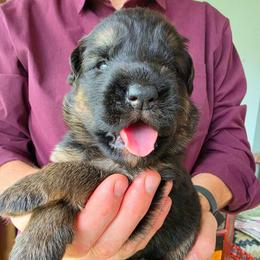 Harmony - Black and red female German Shepherd puppy in Columbus, Indiana from Stony Lonesome GSD