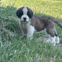 Jaws - Mahogany and white male Saint Bernard puppy in Warrensburg, Missouri from Hirt House Saints