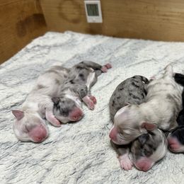 Miniature Australian Shepherd and Toy Australian Shepherd Puppies from Cherry Grove Kennel