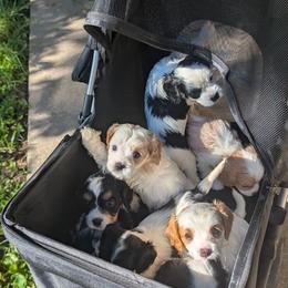 Cavapoo Puppies from WW Cavapoos