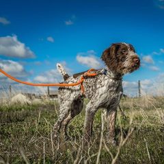 German Wirehaired Pointer All Grown Up from Osborne’s Wirehairs