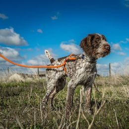 German Wirehaired Pointer All Grown Up from Osborne’s Wirehairs