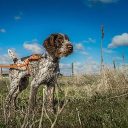 German Wirehaired Pointer All Grown Up from Osborne’s Wirehairs