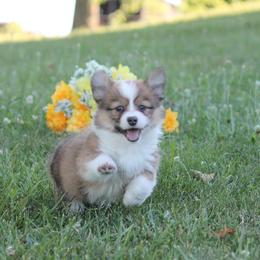 Pembroke Welsh Corgi Puppies from Willow Creek Corgis