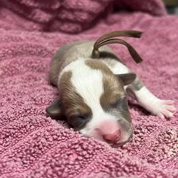 Boy 1 - Sable male Pembroke Welsh Corgi puppy in Ocala, Florida from Dolan Farms Corgis