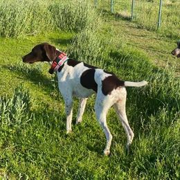Mia - German Shorthaired Pointer