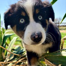 Buddy (AKC and ASDR) - Black tri male Miniature American Shepherd puppy in Stockton, Missouri from Kizmit Farmz