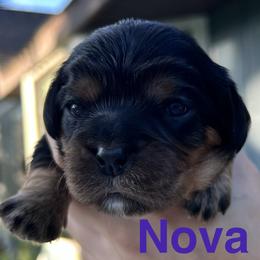Nova - Black and tan female Cavalier King Charles Spaniel puppy in Ormond Beach, Florida from Parkside Cavaliers