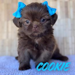 Cookie - Liver female Shih Tzu puppy in San Tan Valley, Arizona from My Puppy Tzu